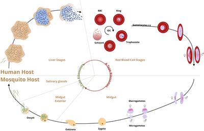 Adaptation of Translational Machinery in Malaria Parasites to Accommodate Translation of Poly-Adenosine Stretches Throughout Its Life Cycle